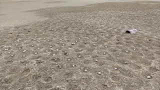 This undated photo provided by the California Department of Fish and Wildlife show some 3,000 elegant tern eggs that were recently abandoned on a nesting island at the Bolsa Chica Ecological Reserve in Huntington Beach, Calif., after a drone, prohibited in the area, crashed and scared off the would be parents.