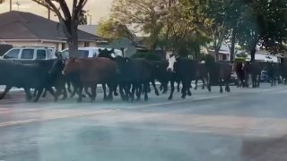 Cows are seen in a Pico Rivera neighborhood Tuesday June 23, 2021.