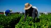 Lanzan campaña para educar a campesinos sobre sus derechos laborales