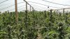 California amplía el esfuerzo de erradicación ilegal de marihuana más grande de EEUU