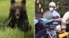 Captado en video: oso salvaje ataca a una persona en plena calle