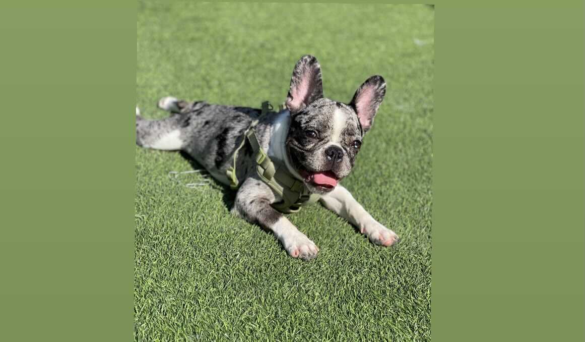Cachorro de bulldog francés robado en Hermosa Beach – Telemundo 52 - Vimarsana News