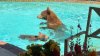 En video: Adorable osito y su mamá chapotean en piscina de casa de Glendale