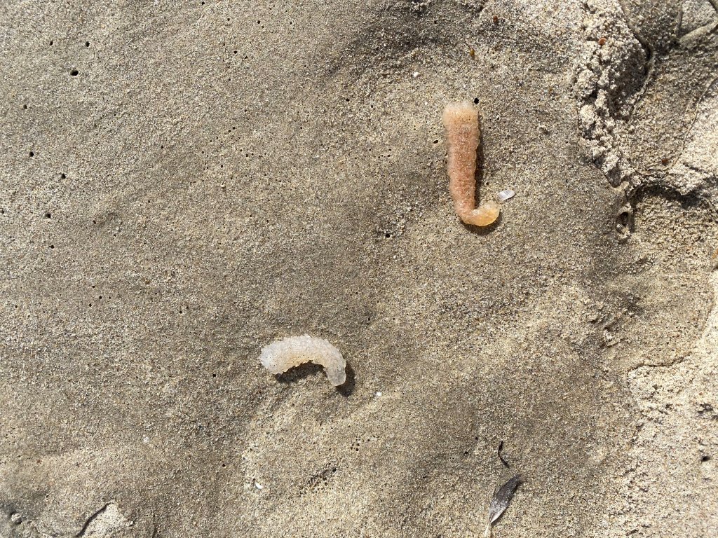 Two pyrosomes lie on a Santa Monica beach.