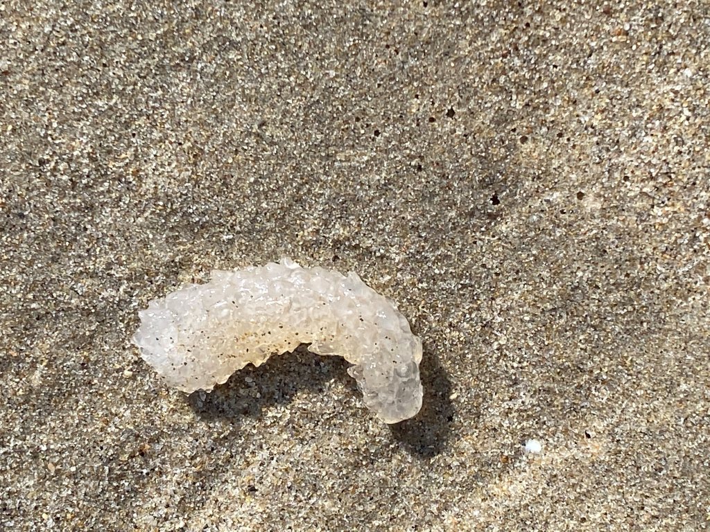 A small pyrosome, in the sand on a beach in Santa Monica. It looks like a large, thick gummy worm, translucent white and curved slightly. Pyrosomes are sea creatures that filter plankton while floating through the water.