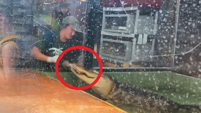 PETA solicita cierre de Scales and Tails en Utah por ataque de caimán a entrenadora – Telemundo 52 - Vimarsana News