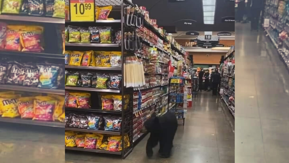 Oso pasea por los pasillos de una tienda Ralphs en Porter Ranch - Vimarsana News