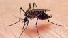 Advierten sobre la peor temporada de mosquitos en años en el condado de Los Ángeles