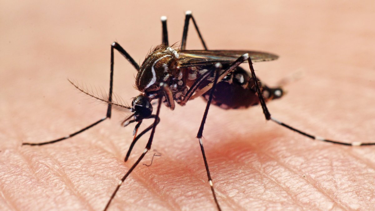 Warning of worst mosquito season in years in Los Angeles County