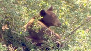 A bear is seen in a tree.