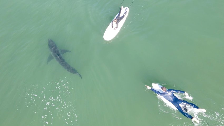Padre e hijo sobre tablas de surf ven un tiburón blanco