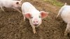 Corte Suprema rechaza desafío a la restricción de la industria porcina de California