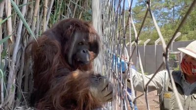 Leones, tigres, pumas y un orangután: los primeros animales vacunados contra el COVID-19 en Latinoamérica