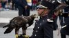 El Águila Real, un símbolo patrio mexicano amenazado por el hombre