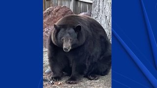 hank the tank black bear lake tahoe