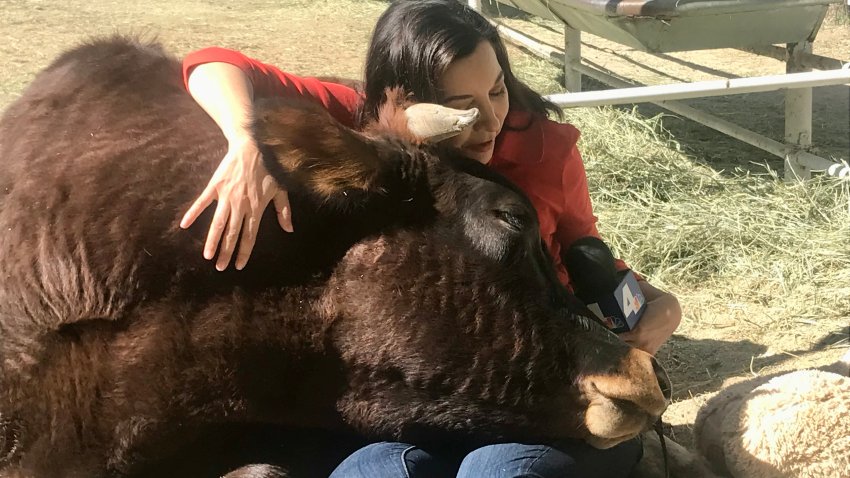 The Gentle Barn in Santa Clarita offers cow hug therapy.