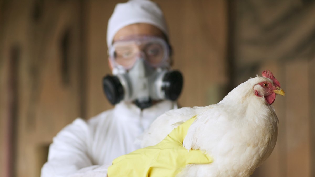 First bird flu cases detected in wild birds in Los Angeles County – NBC Los Angeles