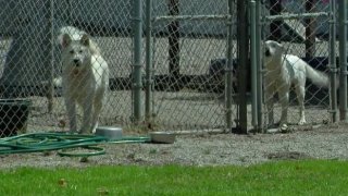 Two dogs are pictured at West End Shelter for Animals in Ontario.