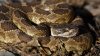 Temporada de serpientes cascabel: esto debes saber sobre las mordidas, tratamientos y seguridad para mascotas