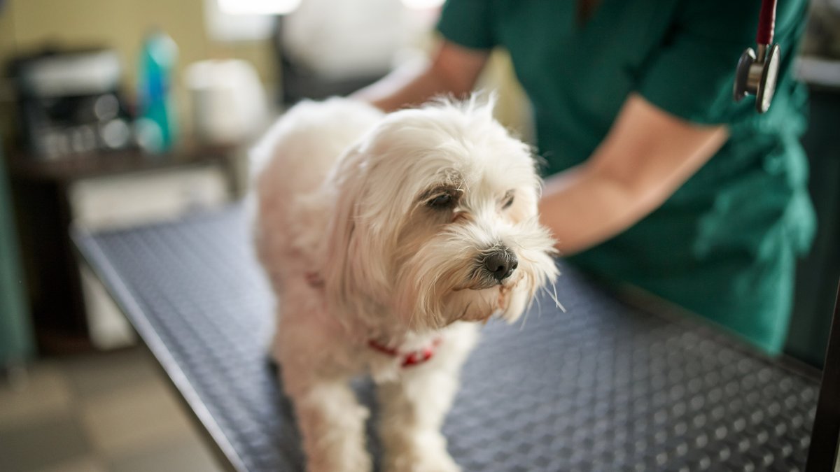 Mobile vets make animal care more convenient