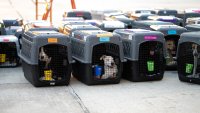 Más de 140 mascotas serán adoptadas de albergues con sobrepoblación tras una misión aérea