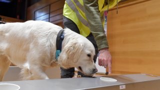 Perro olfatea las mascarillas