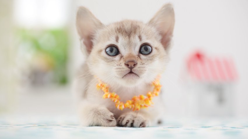 Singapura cat