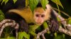 Mono causa revuelo al llamar al 911 desde un zoológico en California