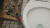 Coyote asustado se esconde en un baño de una escuela en Jurupa Valley