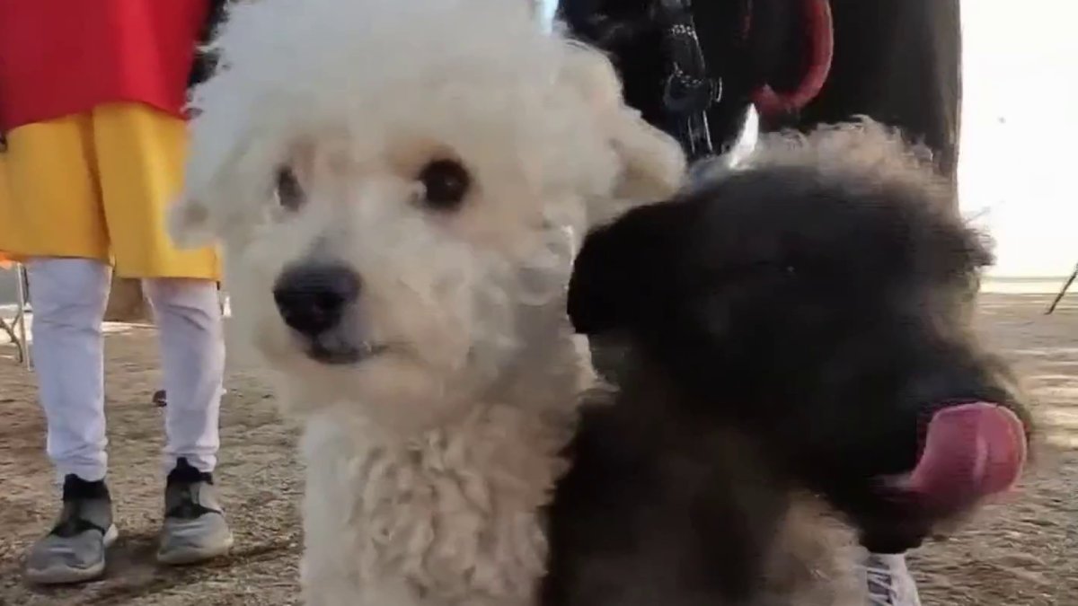 South Los Angeles opens city’s first dog park – NBC Los Angeles