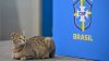 ¿Maldición del gato? Brasileño lanza felino en conferencia de prensa de la Copa Mundial