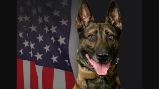 LA County Sheriff's Department K-9 Jack was killed in a standoff in Gardena.