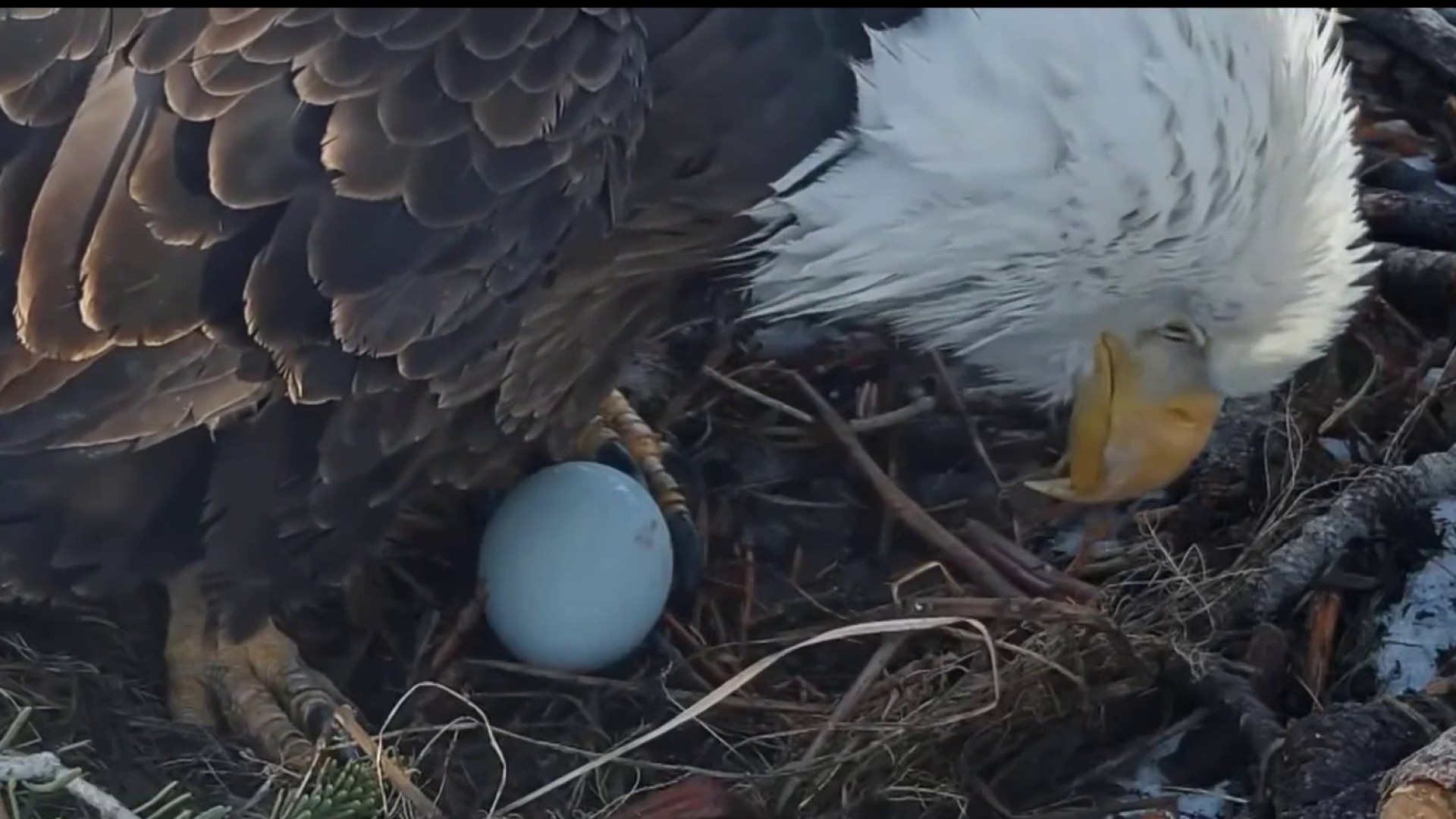 Jackie, el águila de Big Bear, pone su primer huevo de la temporada –  Telemundo 52
