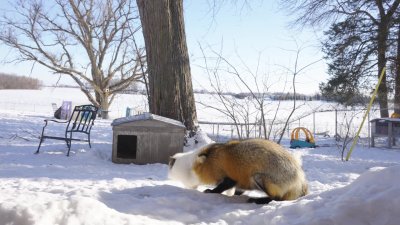 Saving Foxes and Giving Them a Forever Home