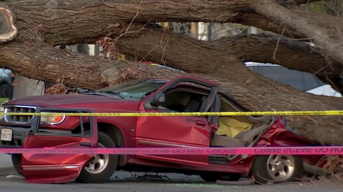 Tree falls on car, kills woman in Anaheim park
