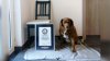 Conoce a Bobi, el perro más longevo que rompió récord Guinness y tiene 30 años