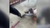 Captado en video: tornado saca a maestra fuera de salón de clase en Montebello