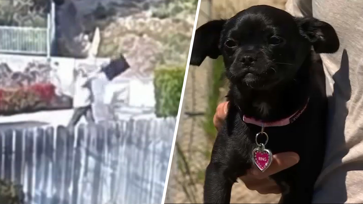 Captured on video: a man throws a puppy into a canal in Tujunga