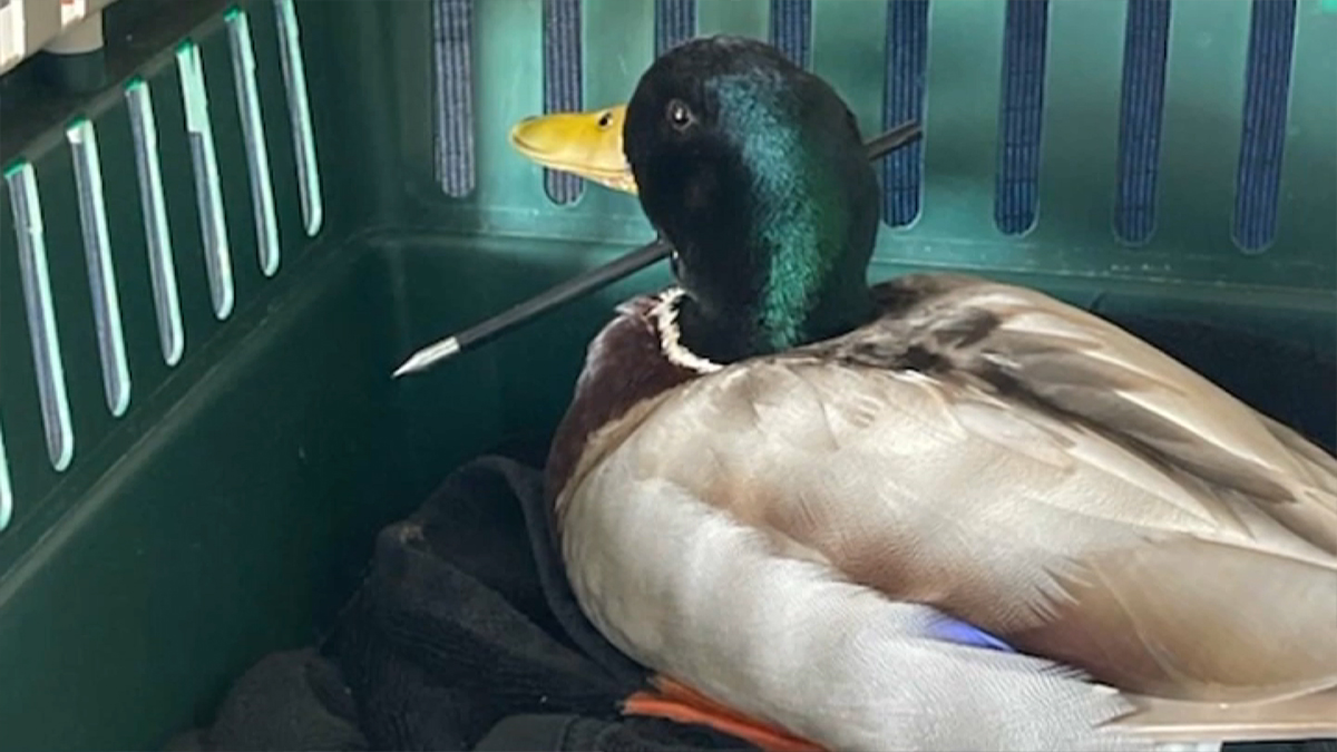 “A very lucky boy”: Duck with a dart in the neck in recovery