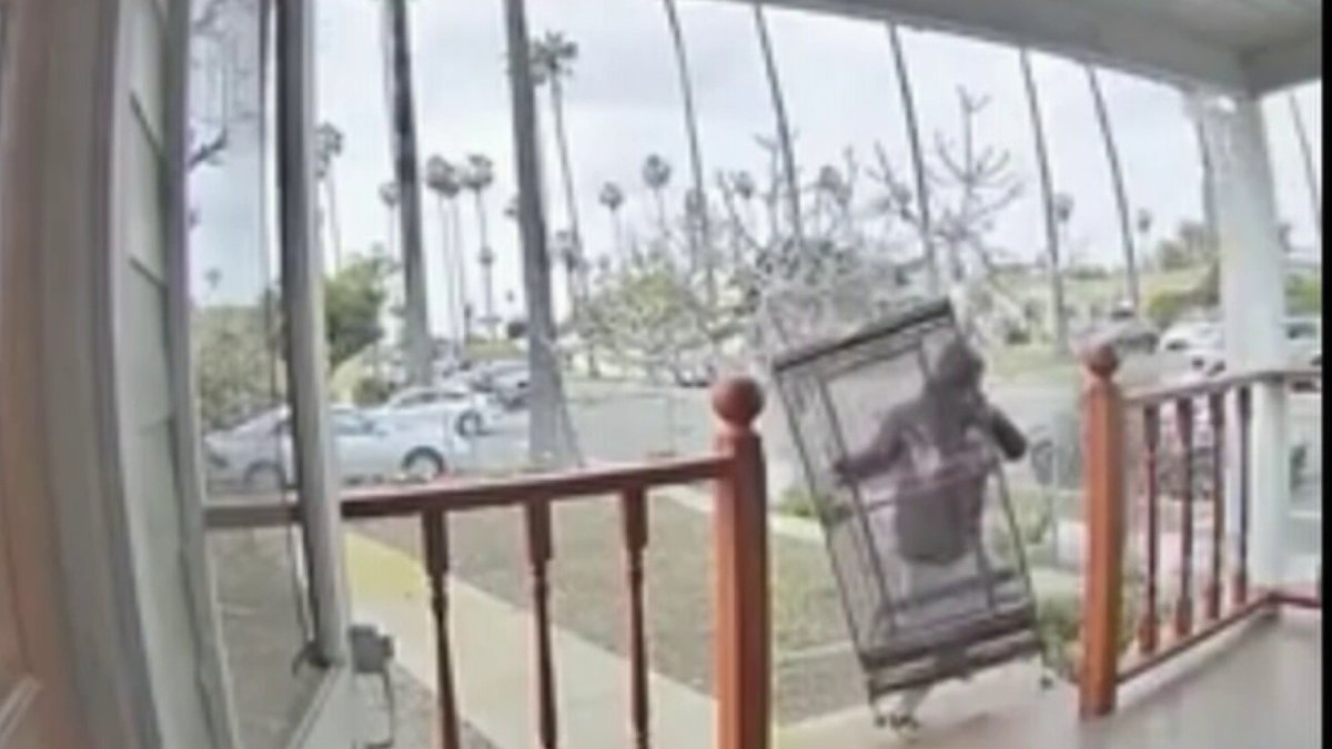 Thieves steal $2,500 parrot from porch of Santa Ana home
