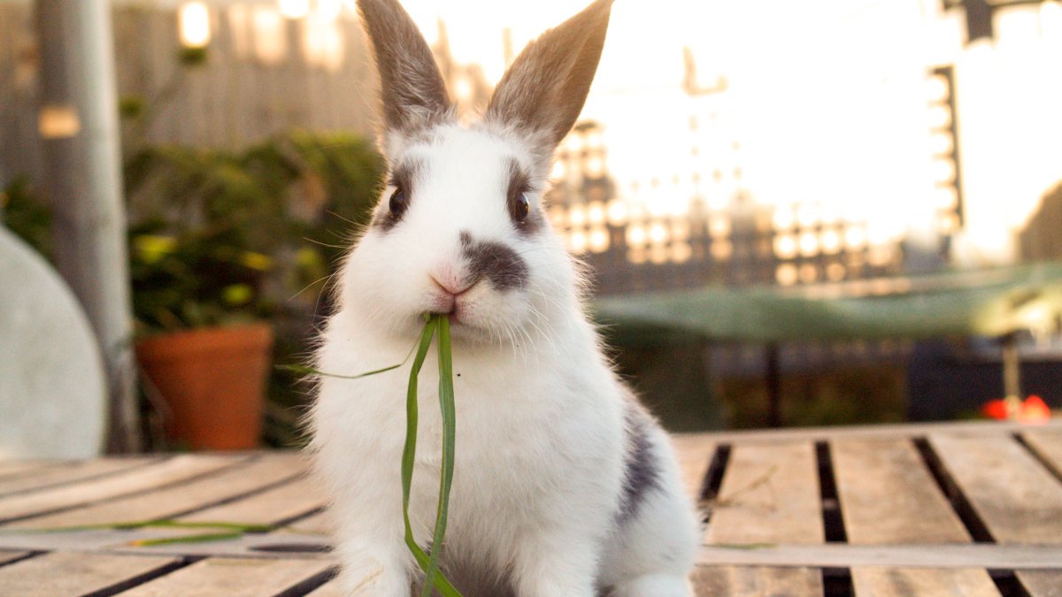 A pet rabbit for Easter?  Experts advise to think carefully before doing it