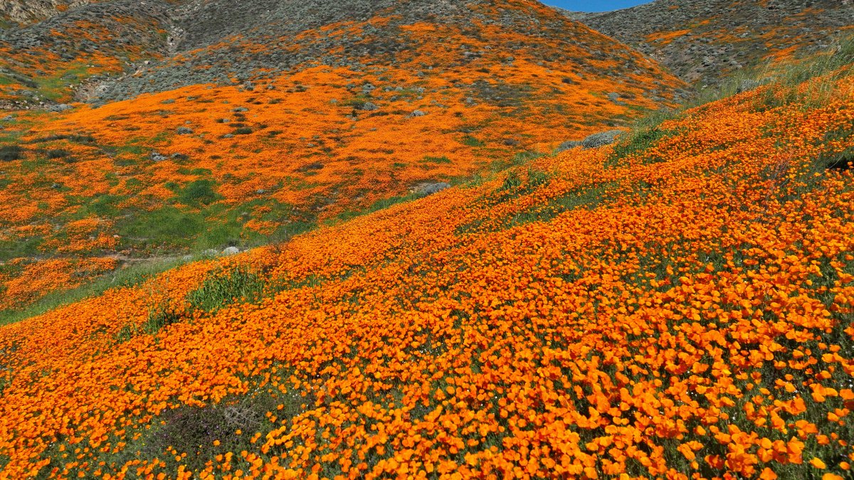 California super bloom seen from space: here are some places to see the flowers in person