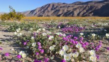 California super bloom seen from space: here are some places to see the flowers in person 3 GettyImages 549271349