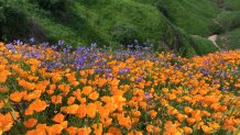 California super bloom seen from space: here are some places to see the flowers in person 1 GettyImages 651138744