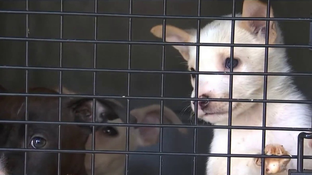 Dogs on the verge of death rescued from landfill in Lancaster