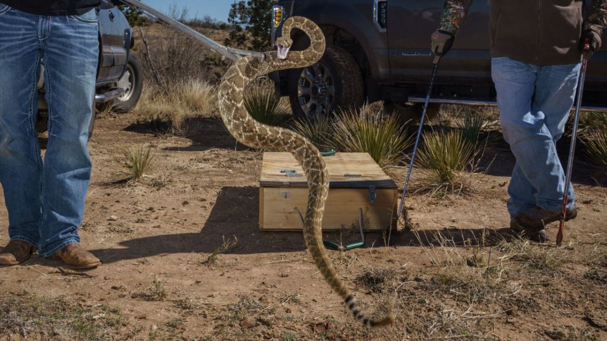 Rattlesnake season: what you should do to protect yourself
