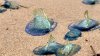 Animales marinos azules invaden playas del sur de California: ¿Qué son?