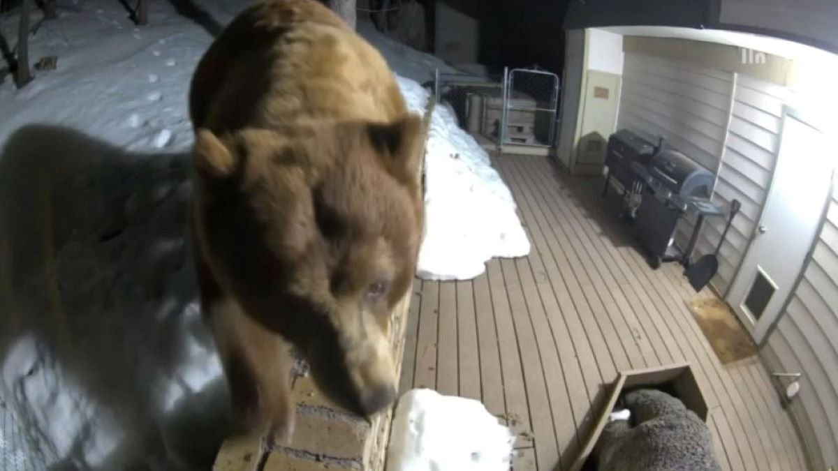 Pictured: A bear wanders through the backyard of a Wrightwood home