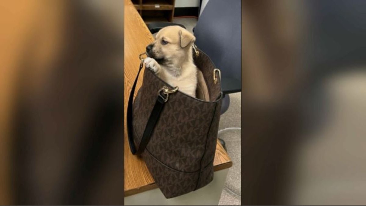 Puppy thrown into bag by moving vehicle during chase