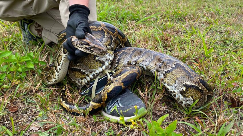 Burmese pythons are believed to have arrived in South Florida as pets in the 1980s and then were released by frustrated owners who got tired of feeding them mice and other live meals. (Miami Herald/Tribune News Service via Getty Images)